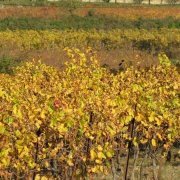 Automne en Luberon