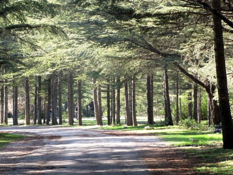 Forêt des Cèdres