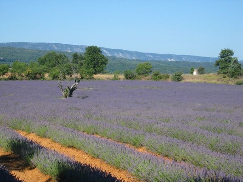 Les champs de lavande